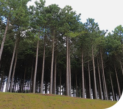 About Wood International Agency